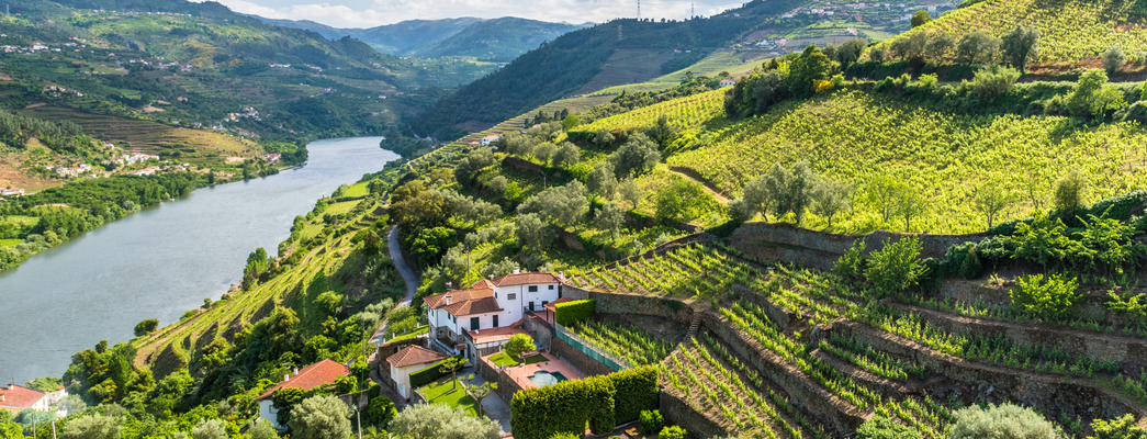 A Deep Dive into Portuguese Wines