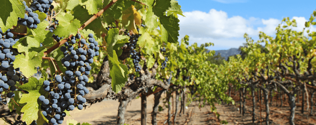 Wine grapes in a field