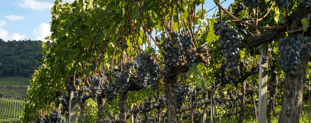 Wine grapes on vines in Argentina