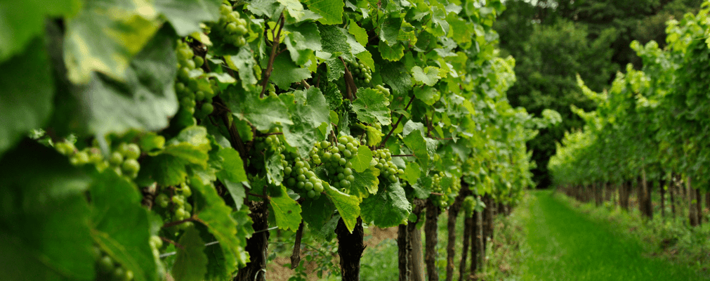 Green grapes vineyard