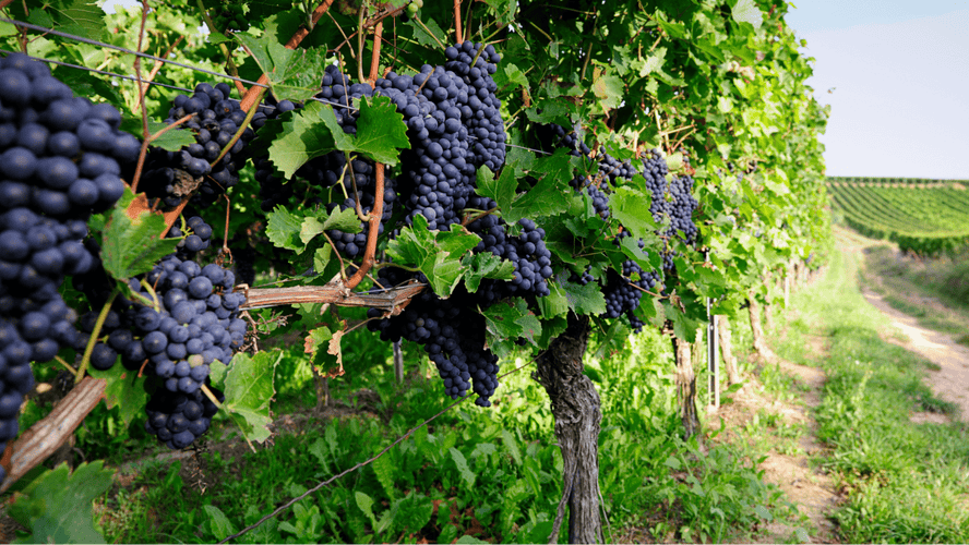 Is Pinot Noir Sweet or Dry?