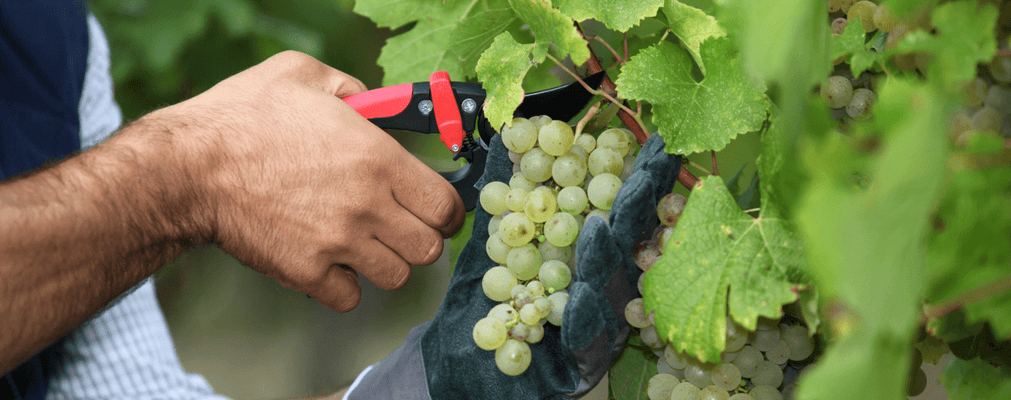 Cutting white wine grapes from vine