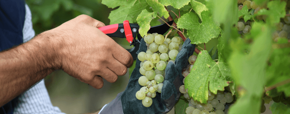 Cutting white wine grapes from vine