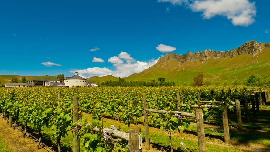 New Zealand Wine: 10 Wine Regions to Visit