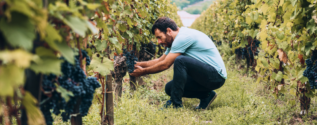 What is Bordeaux Wine?