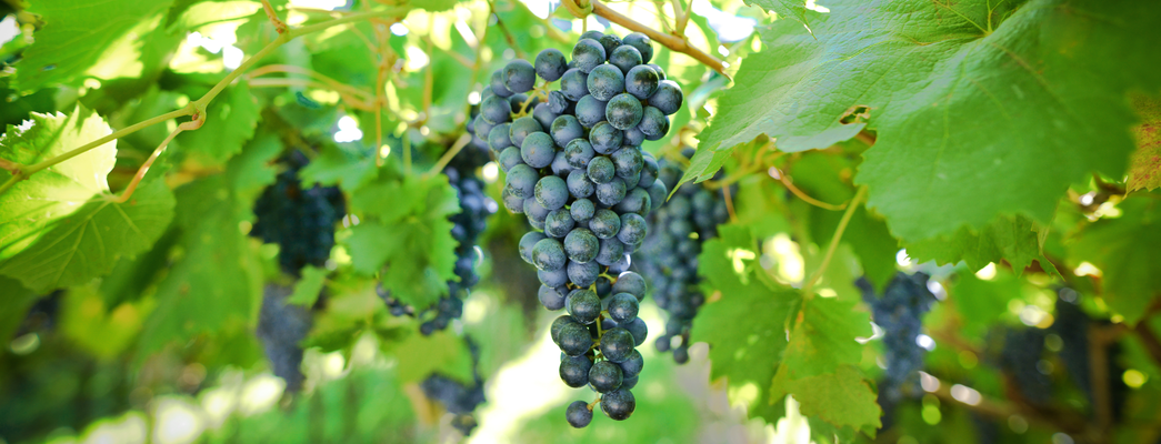 What is Grenache Wine?