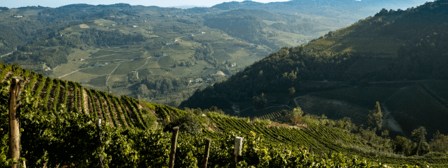 Wine vineyard and hills