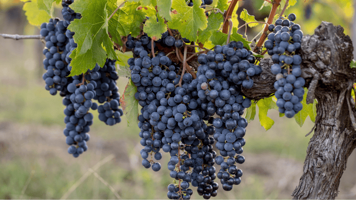 Grapes on a vine | Macy