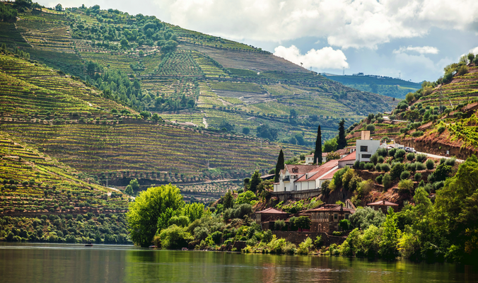 Old World vs. New World Wine: What